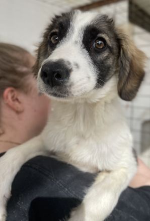 Eiche, geb. ca. 07/2023, lebt in GRIECHENLAND, im städt. Tierheim Serres