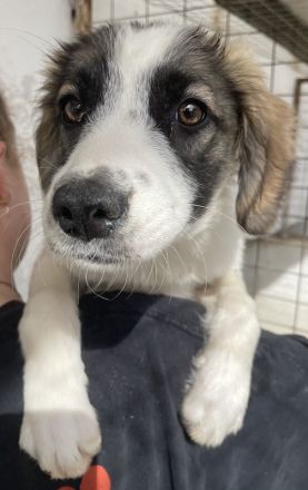 Eiche, geb. ca. 07/2023, lebt in GRIECHENLAND, im städt. Tierheim Serres