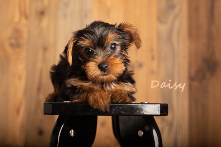 Zuckersüße reinrassige Yorkshire Hundewelpen - 1 Mädchen und 3 Jungs