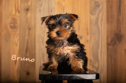 Zuckersüße reinrassige Yorkshire Hundewelpen - 1 Mädchen und 3 Jungs