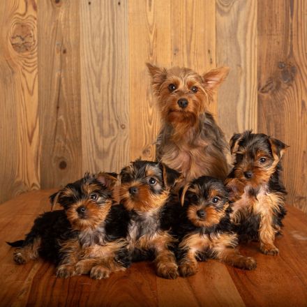 Zuckersüße reinrassige Yorkshire Hundewelpen - 1 Mädchen und 3 Jungs