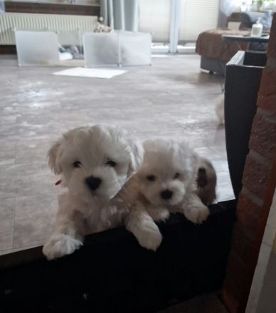 Malteser welpen
