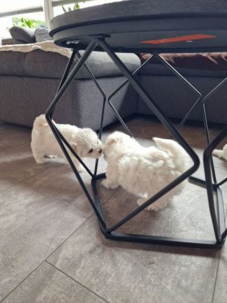 Malteser welpen