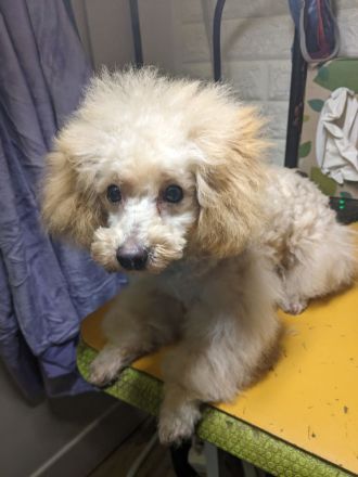 Silke's Lebensträumchen