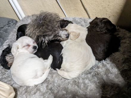 Silke's Lebensträumchen