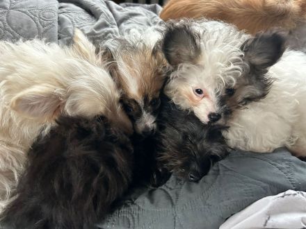 Silke's Lebensträumchen