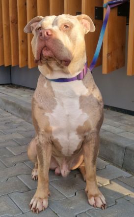 Außergewöhnlicher Standard American Bully Deckrüde! Kein Verkauf!