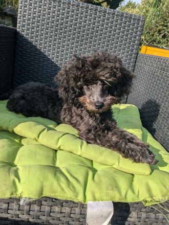 Toypudel Welpen Rüden Hündin rot, schwarz, fawn, silber, dark chocolate