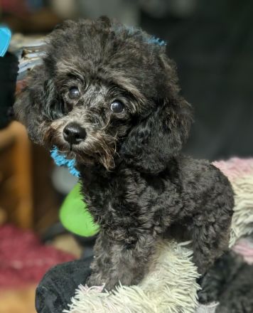 Toypudel Welpen Rüden Hündin rot, schwarz, fawn, silber, dark chocolate