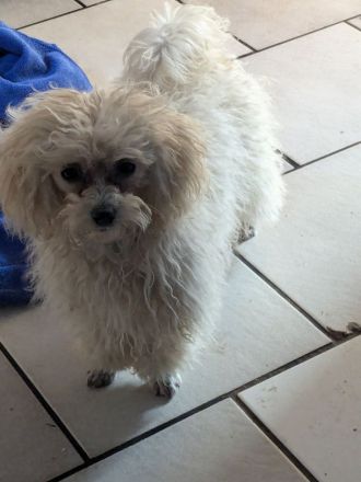 Toypudel Welpen Rüden Hündin rot, schwarz, fawn, silber, dark chocolate