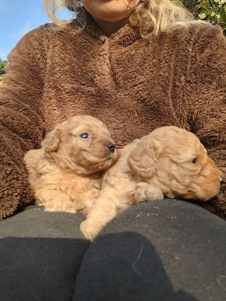 Toypudel Welpen Rüden Hündin rot, schwarz, fawn, silber, dark chocolate