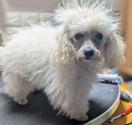 Toypudel Welpen Rüden Hündin rot, schwarz, fawn, silber, dark chocolate