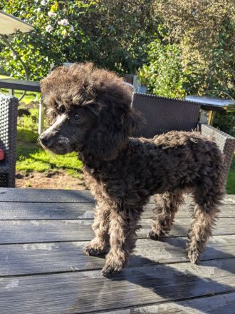 Toypudel Welpen Rüden Hündin rot, schwarz, fawn, silber, dark chocolate