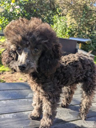 Toypudel Welpen Rüden Hündin rot, schwarz, fawn, silber, dark chocolate