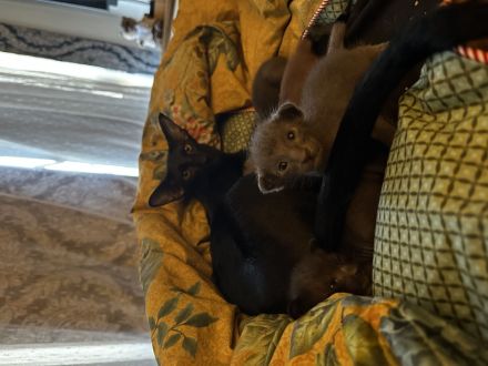 Orientalisch Kurzhaar