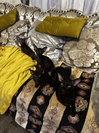 Orientalisch Kurzhaar