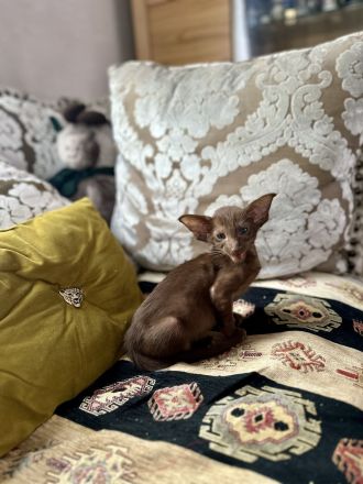 Orientalisch Kurzhaar