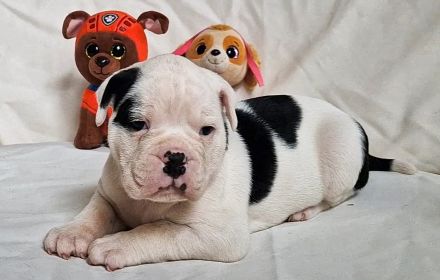 Old Englische Bulldoggwelpen