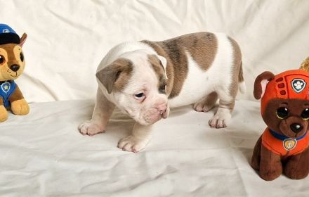 Old Englische Bulldoggwelpen