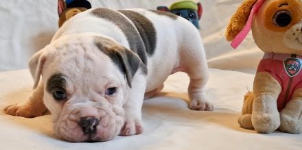 Old Englische Bulldoggwelpen