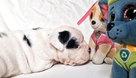 Old Englische Bulldoggwelpen