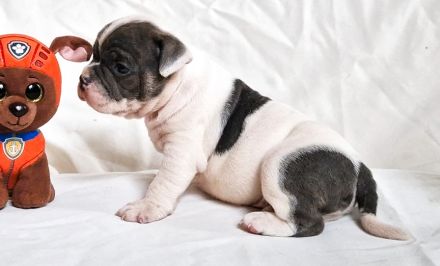 Old Englische Bulldoggwelpen