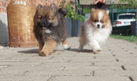 Pomeranian Zwergspitz