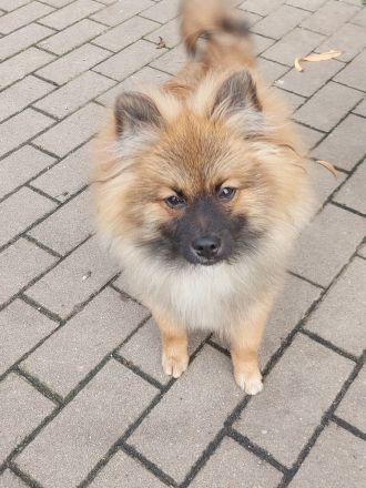 Pomeranian Zwergspitz