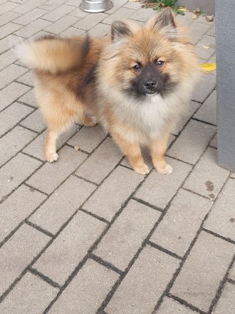 Pomeranian Zwergspitz
