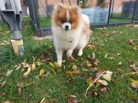Pomeranian Zwergspitz