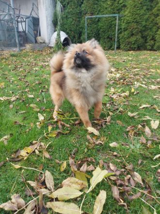 Pomeranian Zwergspitz