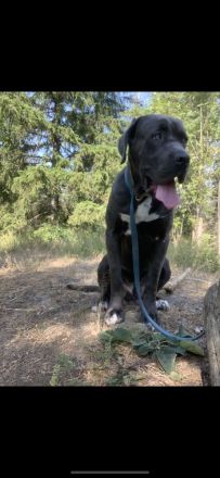 Cane Corso