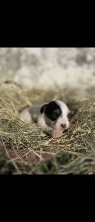 Jack Russell-Terrier Welpen suchen ein Zuhause