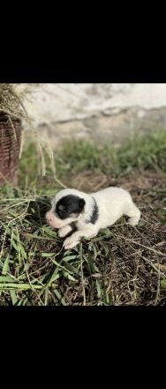 Jack Russell-Terrier Welpen suchen ein Zuhause