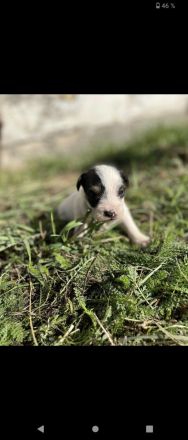 Jack Russell-Terrier Welpen suchen ein Zuhause