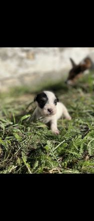 Jack Russell-Terrier Welpen suchen ein Zuhause
