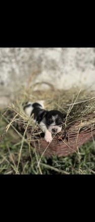 Jack Russell-Terrier Welpen suchen ein Zuhause