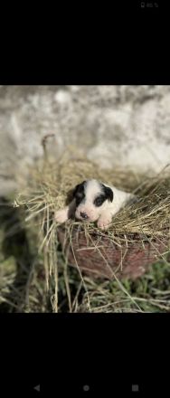Jack Russell-Terrier Welpen suchen ein Zuhause