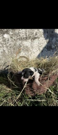 Jack Russell-Terrier Welpen suchen ein Zuhause