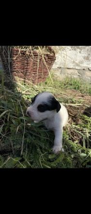 Jack Russell-Terrier Welpen suchen ein Zuhause