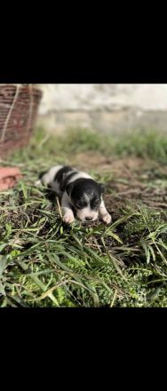 Jack Russell-Terrier Welpen suchen ein Zuhause
