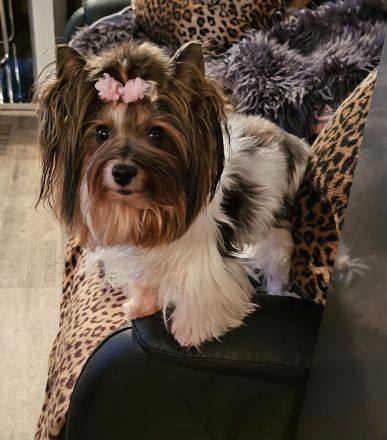 Biewer Yorkshire Terrier Hündin