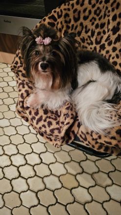 Biewer Yorkshire Terrier Hündin