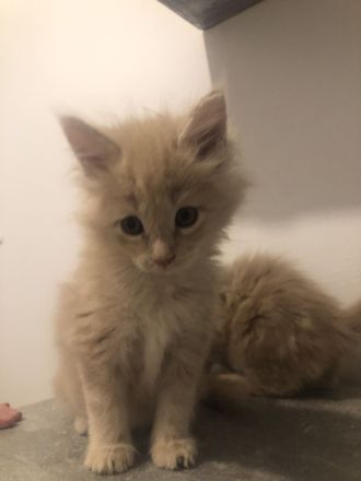 Maine Coon Kitten reinrassig