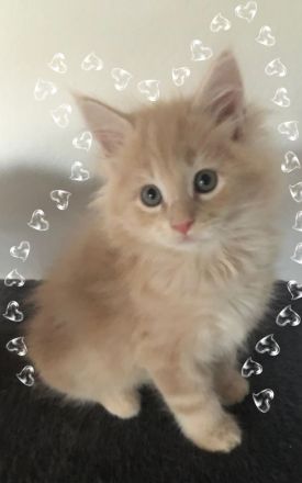 Maine Coon Kitten reinrassig