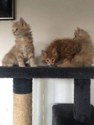 Maine Coon Kitten reinrassig