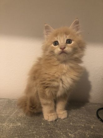 Maine Coon Kitten reinrassig