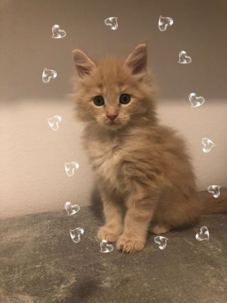 Maine Coon Kitten reinrassig