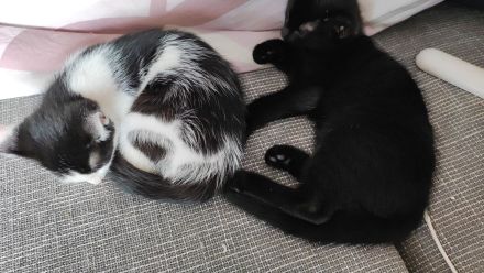 Zwei katzenbabys