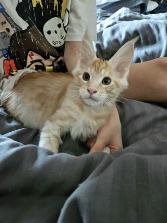 Maine Coon Kitten, männlich, Red tabby mc, mit Stammbaum, gengetestet & geschallt